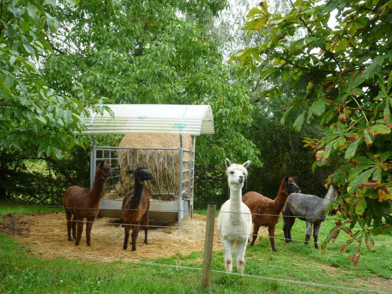 Farm stay Hof Heiderich Oberzent